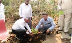 Tree Plantation