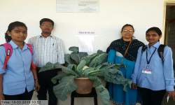 Plant for the Day(Department of Botany)